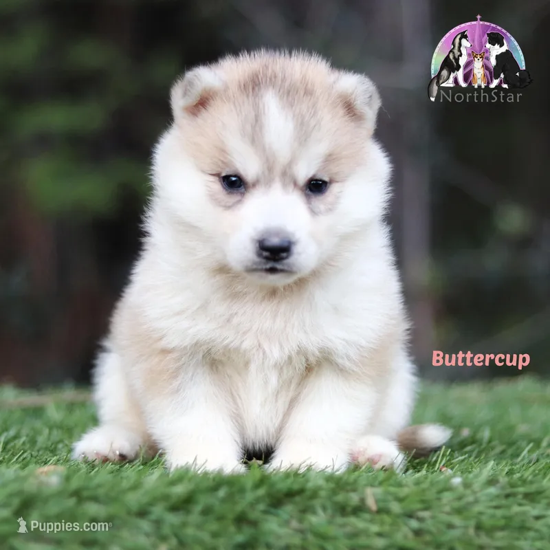 Buttercup – Siberian Husky puppy for sale in Rockwall, TX