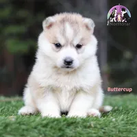Buttercup, a female Siberian Husky for sale in Rockwall, TX – Photo 1 of 3