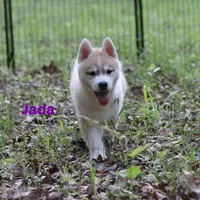 Jada Siberian Husky AKC TX Transport available, a female Siberian Husky for sale in Rockwall, TX – Photo 2 of 3