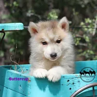 Buttercup, a female Siberian Husky for sale in Rockwall, TX – Photo 2 of 5