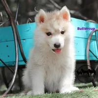 Buttercup, a female Siberian Husky for sale in Rockwall, TX – Photo 1 of 5