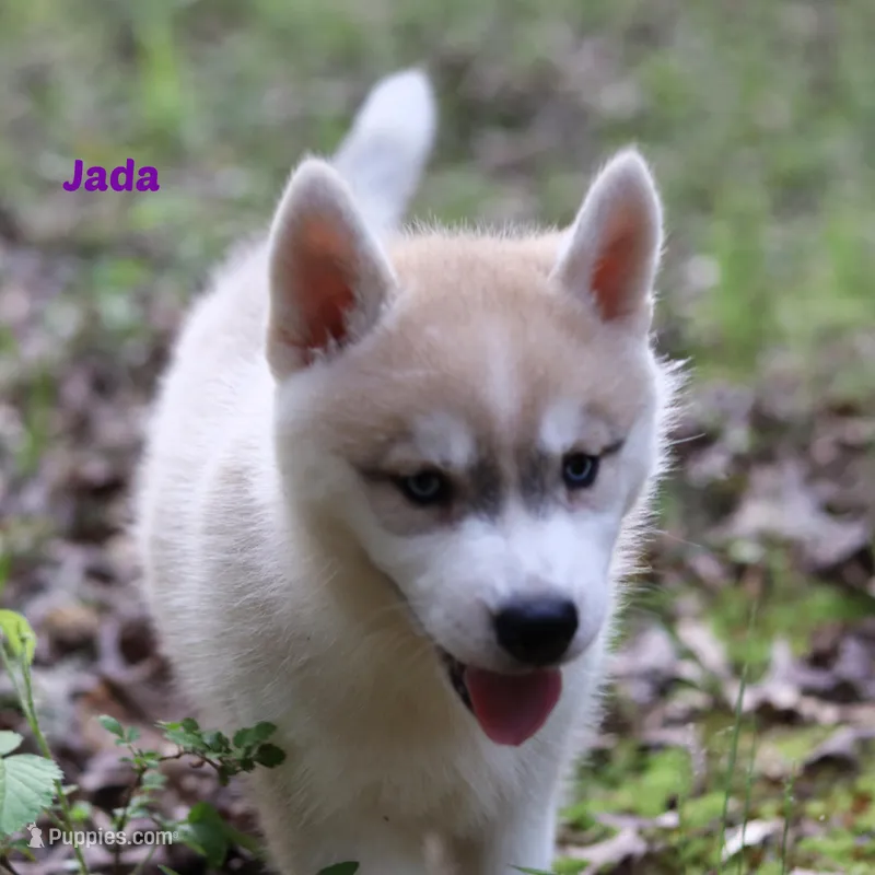 Jada Siberian Husky AKC TX Transport available – Siberian Husky puppy for sale in Rockwall, TX
