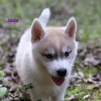 Jada Siberian Husky AKC TX Transport available, a female Siberian Husky for sale in Rockwall, TX – Photo 1 of 3