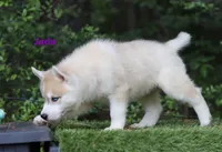 Jada Siberian Husky AKC TX Transport available, a female Siberian Husky for sale in Rockwall, TX – Photo 3 of 3