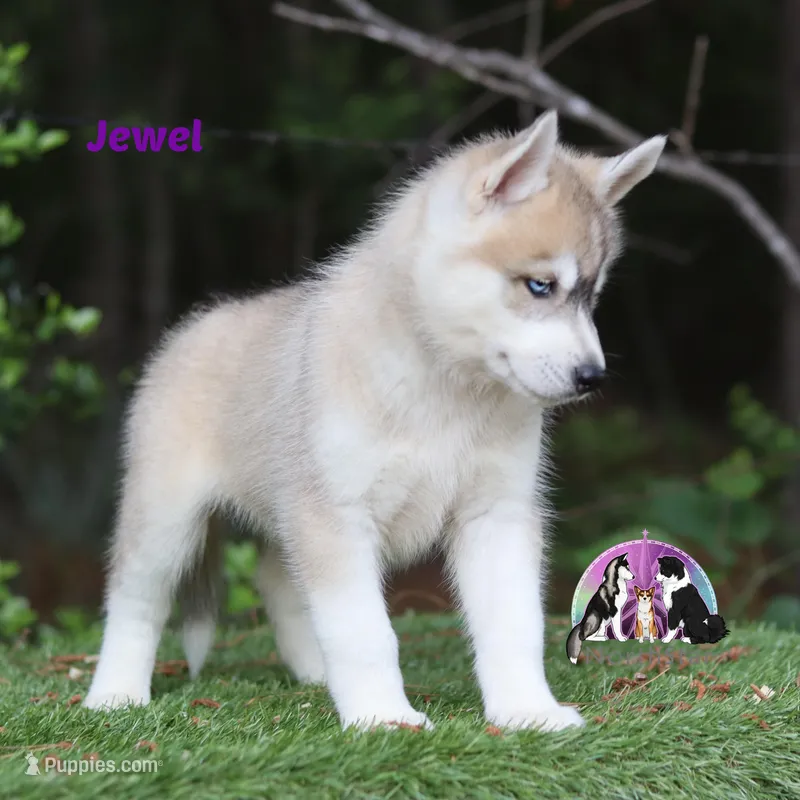 Jewel a Siberian Husky AKC TX Transport available – Siberian Husky puppy for sale in Rockwall, TX