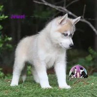 Jewel a Siberian Husky AKC TX Transport available, a female Siberian Husky for sale in Rockwall, TX – 1 of 3