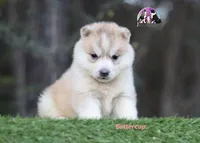 Buttercup, a female Siberian Husky for sale in Rockwall, TX – Photo 3 of 3