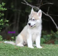 Jewel a Siberian Husky AKC TX Transport available, a female Siberian Husky for sale in Rockwall, TX – 2 of 3