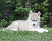 Jewel a Siberian Husky AKC TX Transport available, a female Siberian Husky for sale in Rockwall, TX – 3 of 3
