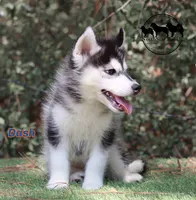 Dash AKC Texas , a male Siberian Husky for sale in Rockwall, TX – 4 of 5