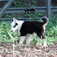 Celebration AKC TX , a male Yakutian Laika for sale in Rockwall, TX – 3 of 4