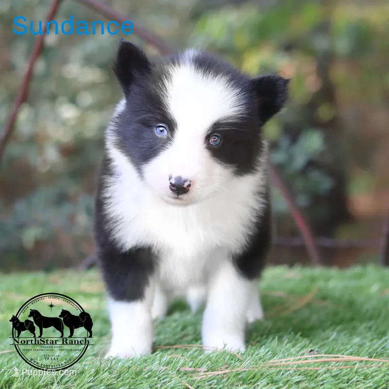 Sundance AKC TX delivery avail – Yakutian Laika puppy for sale in Rockwall, TX