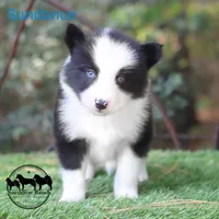 Sundance AKC TX delivery avail, a male Yakutian Laika for sale in Rockwall, TX – 1 of 3