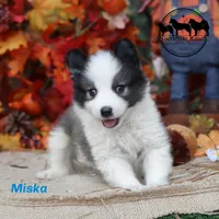 Mishka AKC Texas, Eastern Delivery available, a male Yakutian Laika for sale in Rockwall, TX – 2 of 2