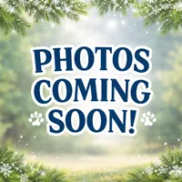 Drummer, a male Yakutian Laika for sale in Rockwall, TX – 1 of 1