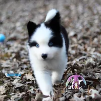 Paw Paw AKC TX, a male Yakutian Laika for sale in Rockwall, TX – Photo 6 of 6