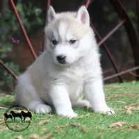 Icy Sweet Beautiful girl in TEXAS, a female Siberian Husky for sale in Rockwall, TX – 2 of 5
