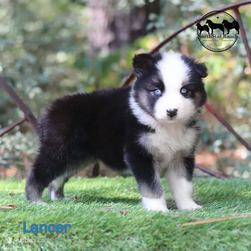Lancer very nice male AKC  – Yakutian Laika puppy for sale in Rockwall, TX