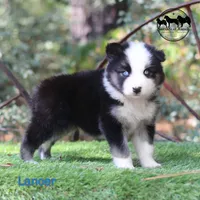 Lancer very nice male AKC , a male Yakutian Laika for sale in Rockwall, TX – 1 of 4