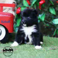 Kobalt - Nenets Laika, a male Yakutian Laika for sale in Rockwall, TX – 5 of 8