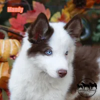 Mandy Yakutian Laika , a female Yakutian Laika for sale in Rockwall, TX – 2 of 8
