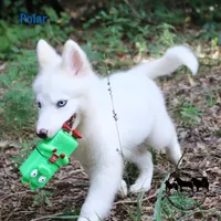 Polar TX AKCwe transport, a female Yakutian Laika for sale in Rockwall, TX – 4 of 7