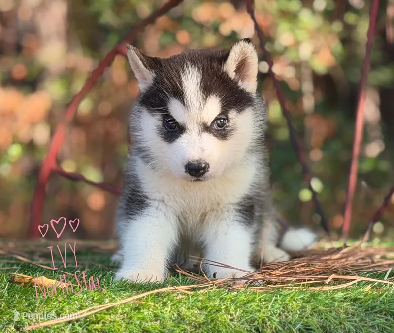 Ivy  AKC TX  – Siberian Husky puppy for sale in Rockwall, TX