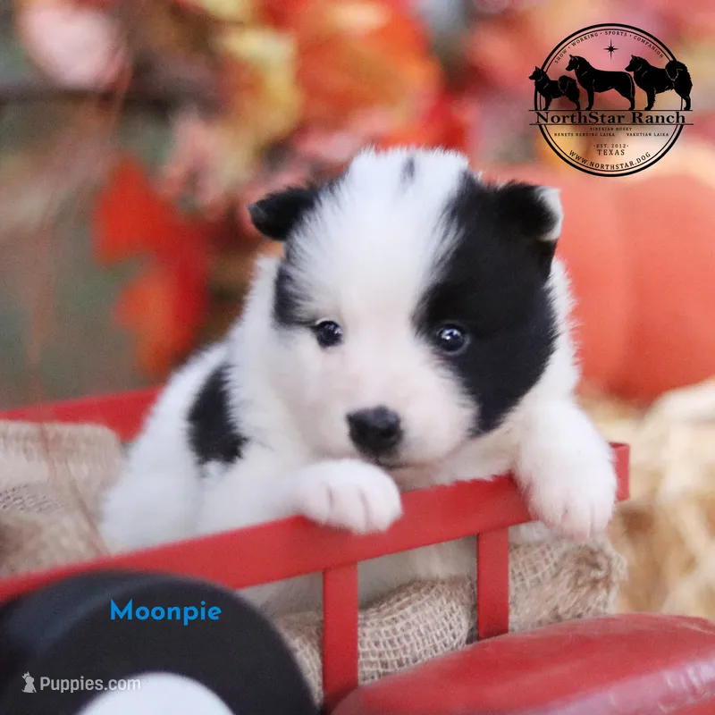 Moonpie Nenets Laika purebred AKC TX – Yakutian Laika puppy for sale in Rockwall, TX