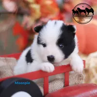 Moonpie Nenets Laika purebred AKC TX, a male Yakutian Laika for sale in Rockwall, TX – 1 of 3