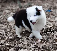 processed/52a17f26-85d1-419c-b7aa-d5b4c1feff0d/listing/24946943-3ec0-499e-99eb-1372f53a0402/03020e8a-41d3-49ef-9648-0563791a764d