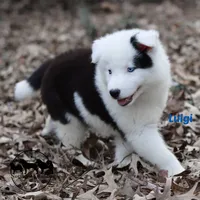 processed/52a17f26-85d1-419c-b7aa-d5b4c1feff0d/listing/24946943-3ec0-499e-99eb-1372f53a0402/7b073288-dd25-4287-a4e7-d36d425d722c