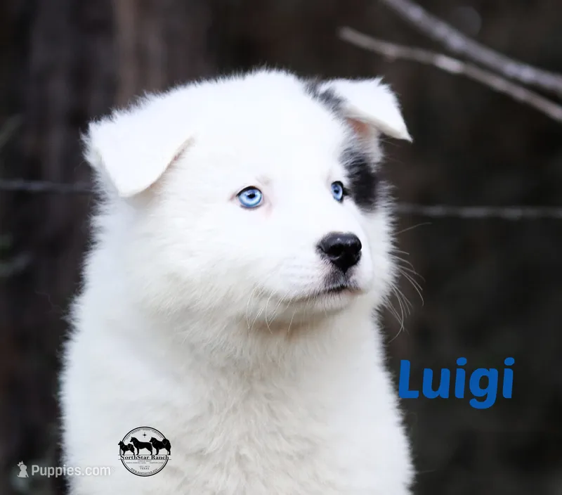 LuigiTX AKC