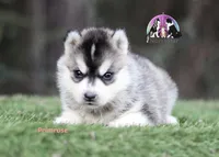 Primrose TX AKC, a female Siberian Husky for sale in Rockwall, TX – Photo 3 of 3