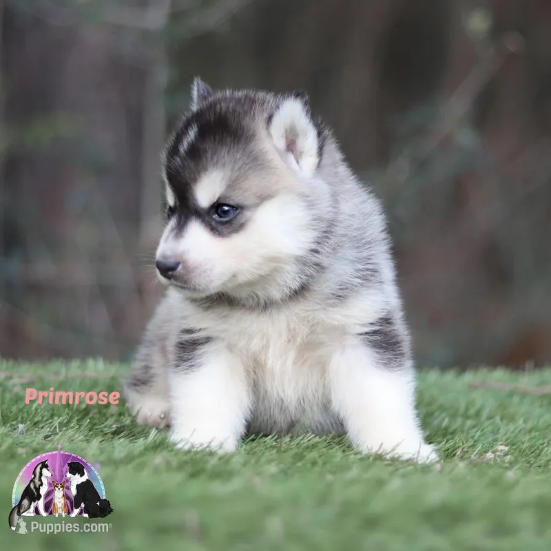 Primrose TX AKC – Siberian Husky puppy for sale in Rockwall, TX