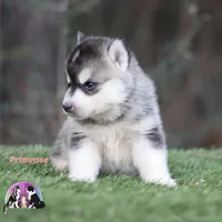 Primrose TX AKC, a female Siberian Husky for sale in Rockwall, TX – Photo 1 of 3