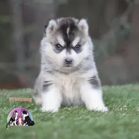 Primrose TX AKC, a female Siberian Husky for sale in Rockwall, TX – Photo 2 of 3