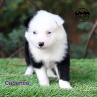 Cadence AKC Female Texas transport available, a female Yakutian Laika for sale in Rockwall, TX – 2 of 3