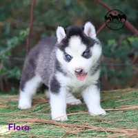 Flora AKC TX , a female Siberian Husky for sale in Rockwall, TX – 2 of 4