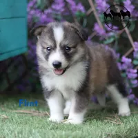 Flint - Nenets Laika - smaller breed , a male Yakutian Laika for sale in Rockwall, TX – 3 of 4