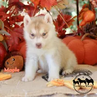 Maple AKC TX , a male Siberian Husky for sale in Rockwall, TX – 3 of 4