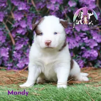 Mandy Yakutian Laika , a female Yakutian Laika for sale in Rockwall, TX – 2 of 2