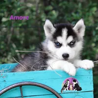 Amore AKC Texas Transport available, a female Siberian Husky for sale in Rockwall, TX – 2 of 3