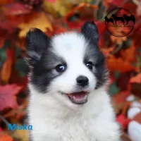 Mishka AKC Texas, Eastern Delivery available, a male Yakutian Laika for sale in Rockwall, TX – 1 of 2
