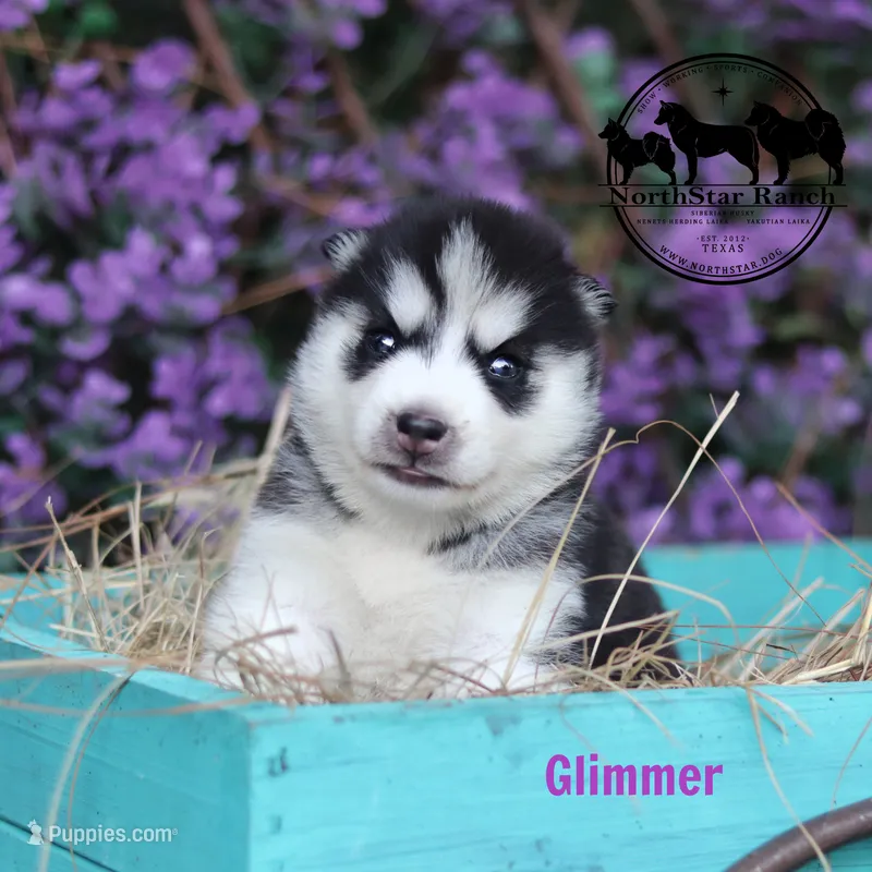 Glimmer AKC can transport – Siberian Husky puppy for sale in Rockwall, TX