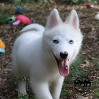 Polar TX AKCwe transport, a female Yakutian Laika for sale in Rockwall, TX – 6 of 7