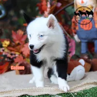 Cadence AKC Female Texas transport available, a female Yakutian Laika for sale in Rockwall, TX – 2 of 5
