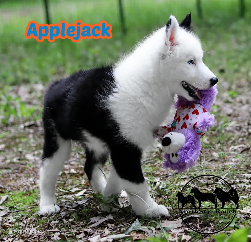Applejack AKC male Texas – Yakutian Laika puppy for sale in Rockwall, TX