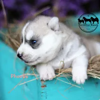 Phoebe AKC TX, a female Siberian Husky for sale in Rockwall, TX – 2 of 2