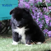 Kobalt - Nenets Laika, a male Yakutian Laika for sale in Rockwall, TX – 4 of 8