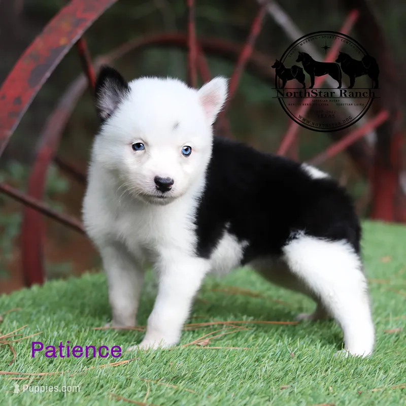 Patience AKC TX transport available – Yakutian Laika puppy for sale in Rockwall, TX